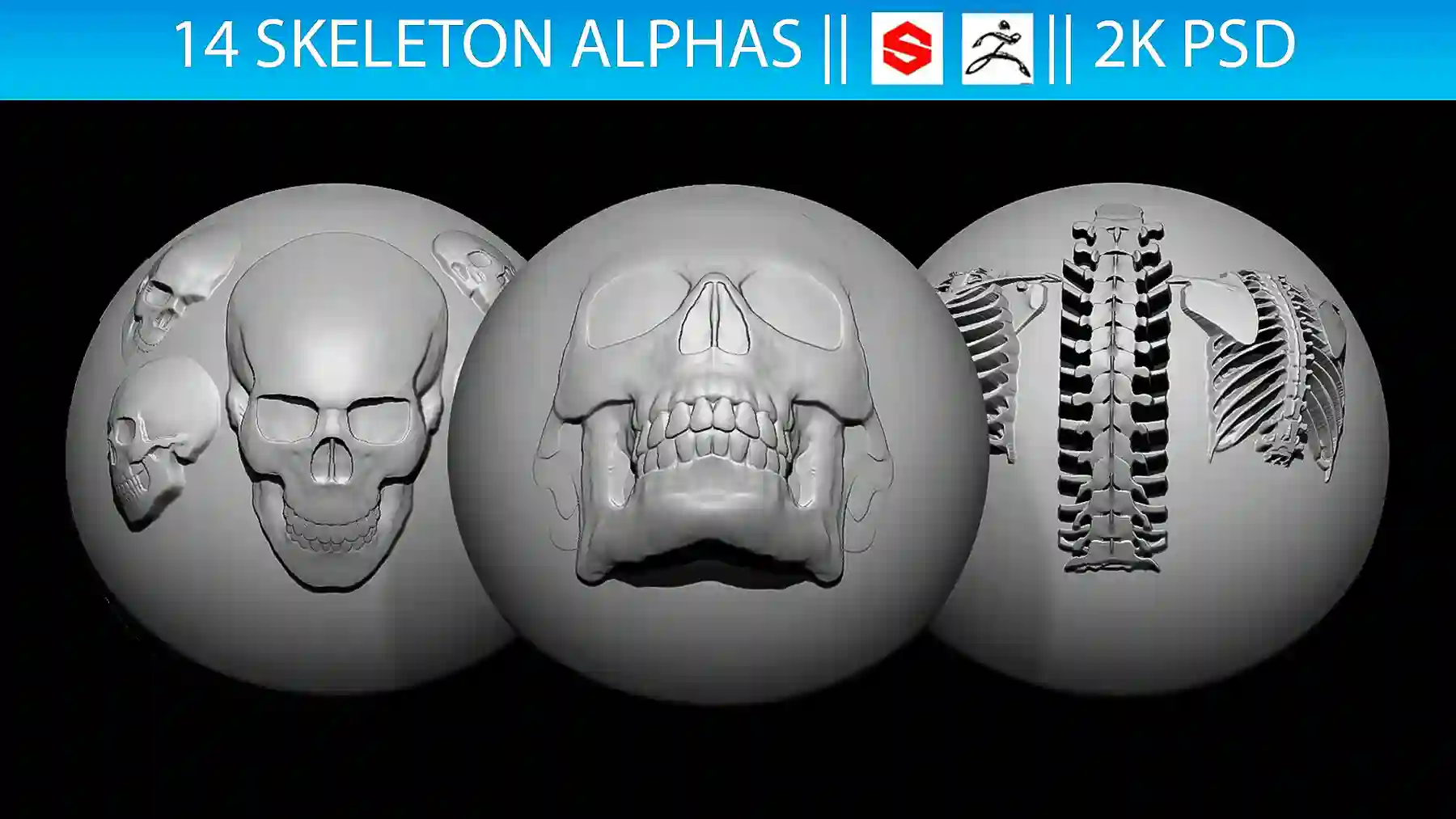 14 Skeleton Alphas Vol.2 (ZBrush, Substance, 2K) – 笔刷